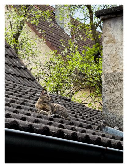 Foto im Hochformat. Blick von unten auf ein Schrägdach mit dunkelbraunen alten Dachziegeln. Eine braun-schwarz-grau gemusterte Katze liegt gechillt auf dem Dach und schaut nach rechts. Dort ist ein Schornstein angeschnitten im Bild. Im Hintergrund sind Bäume mit wenigen grünen Blättern und weitere Wohnhäuser.