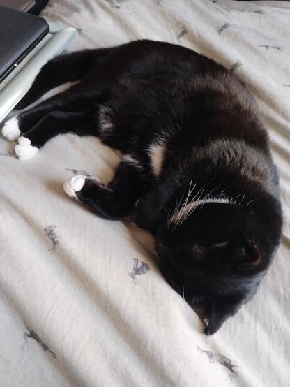 A small black cat lies on her side, top of head nearest camera. She had white paws, whiskers and (just visible) patches on tummy. Just visible in top left corner is the edges of a laptop. All on a cream bedspread with small hares/rabbits printed upon it here and there. She 'appears' to be sleeping.