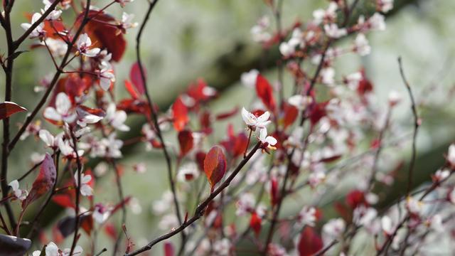 Weiße Blüten an Gebüsch mit roten Blättern