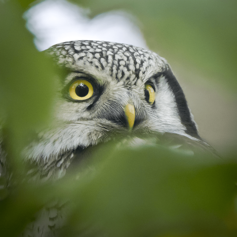 Hiiripöllö. Hawk owl.