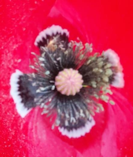Closeup of the interior of a red poppy blossom. The four bright red petals change colors near the middle, where they have a narrow stripe of white, then become purple.