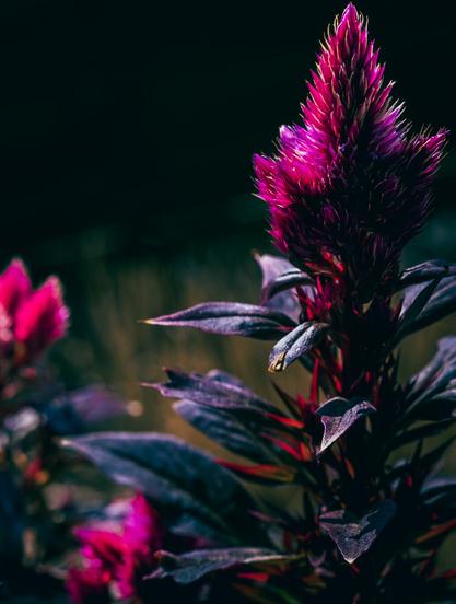 The photo shows a vibrant celosia in a striking magenta-pink. The flower has a pointed, flame-like shape, and its leaves are closely spaced, giving it a spiky appearance. The leaves on the stem are dark green with a slight purple hue and have a matte texture. The background is blurred and dark, allowing the flower to stand out dramatically with its vibrant colors and sharp details. The lighting emphasizes the flower's texture and colors, giving it a bold, almost luminous appearance.