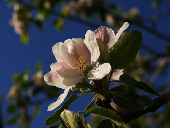 Eine Obstblüte an einem Baum in der Sonne vor strahlend blauem Himmel.