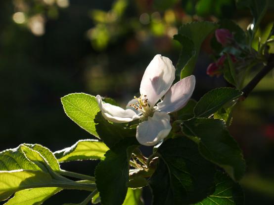 Eine weiße Obstblüte an einem Baum. Die Blüte ist durch die Sonne strahlend weiß erleuchtet. Der Hintergrund ist grün und unscharf.
