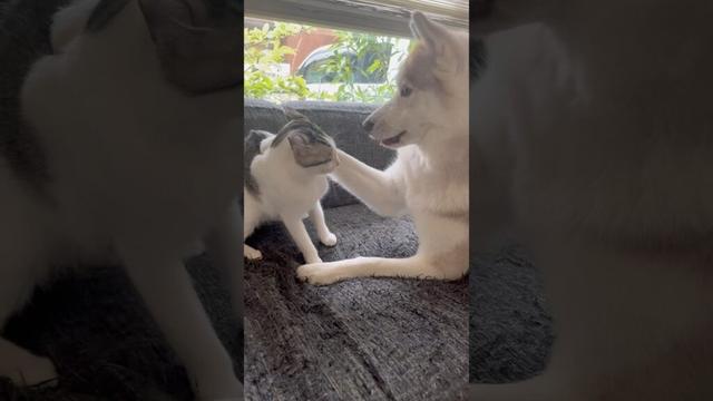 ハスキーにも負けない子猫 #シベリアンハスキー #ハスキー #子猫