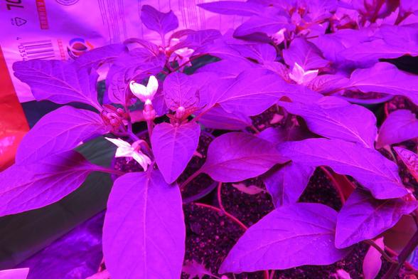 Mehrere Spitzpaprika-Pflanzen mit großen, spitz zulaufenden Blättern stehen in Töpfen auf dunkler Erde. An den Pflanzen sind kleine weiße Blüten zu sehen. Das Bild ist durch starkes pink-violettes Kunstlicht eingefärbt.