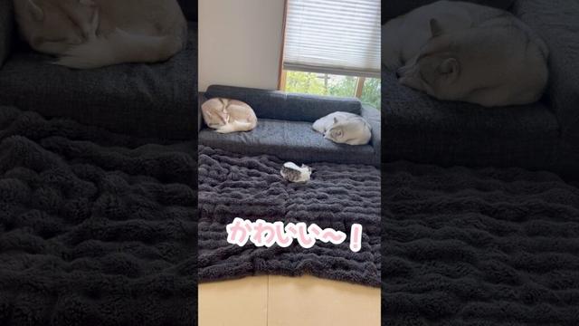 寝相がリンクしてる三姉妹 #シベリアンハスキー #ハスキー #子猫