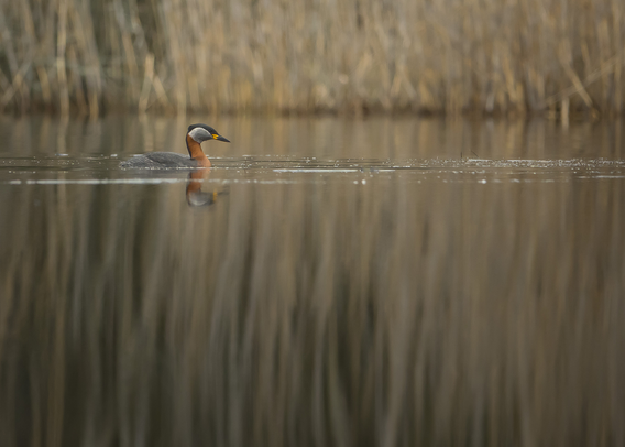 Härkälintu. Red-necked grebe.