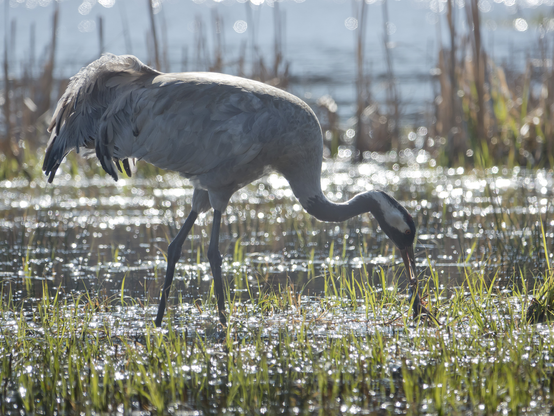 Kurki ja sammakko. Common crane and a frog.