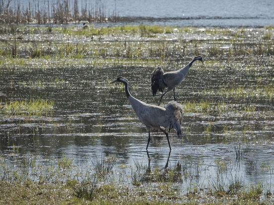 Kurjet hakevat ruokaa mm. sammakoita. Common cranes looking  for food, frogs among other things.