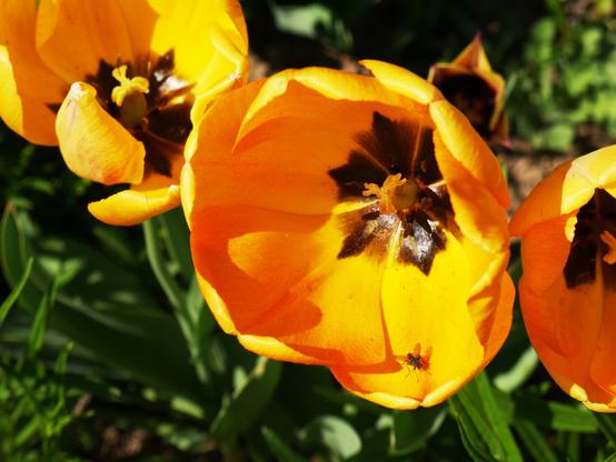 Das Foto zeigt große, gelbe Blüten. Eine Blüte ist zentral im Bildmittelpunkt, bei dieser sitzt im unteren Bereich des Blütenkelchs eine Fliege.