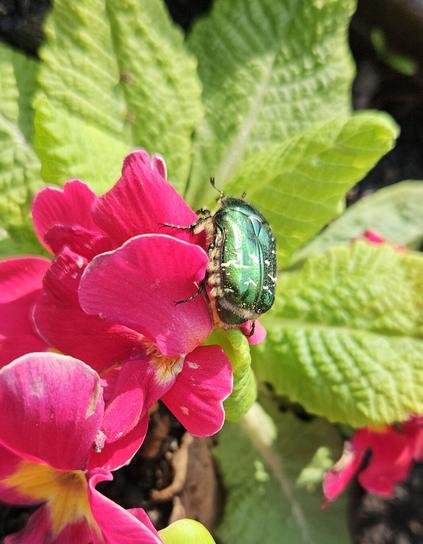 Photo of a flower chafer sitting on a pink primrose. The bug is an iridescent green shining in the sunlight.