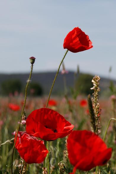 champs de coquelicots