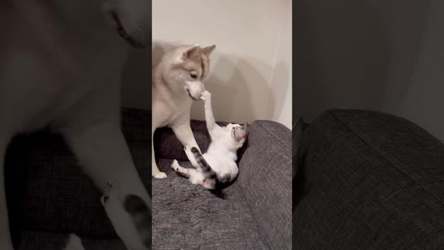 子猫がハスキーをぶっ叩きました… #シベリアンハスキー #ハスキー #子猫