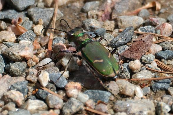 A metallic green Beetle with large bulging eyes on a gravel surface.