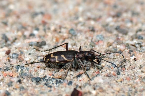 A brown beetle, seen from the side, with some yellow lines on the wings.
