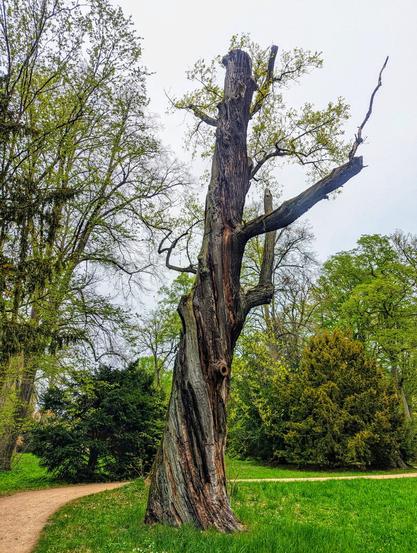 A tall, old tree with a gnarled and twisted trunk stands prominently in the centre of the frame. The bark is textured with deep ridges and furrows, suggesting considerable age. The top of the tree is mostly bare, with only a few small branches bearing fresh green leaves. To the left, a path curves away into the background. The background features a mix of green foliage, including what might be Taxus baccata, Juniper, and Podocarpus totara, creating a lush, park-like setting. The sky is overcast, lending a soft, diffused light to the scene.