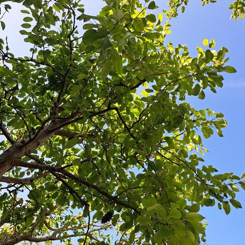 The branches of a pear tree against a partially blue sky. Wispy white cloud fills two thirds of the photo from left to right, the other third is bright blue. Some of the branches have tiny pears forming on them. Hopefully this year they will escape pests and I'll have my first pear harvest in ten years.