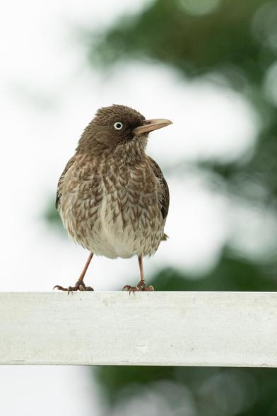 An up-close portrait of a pearly-eyed thrasher, a bird slightly larger than a robin with a brown head, brown and white streaked chest, and white underbelly. It is standing on a white railing facing the camera with its head turned to the side. There is green foliage in the background