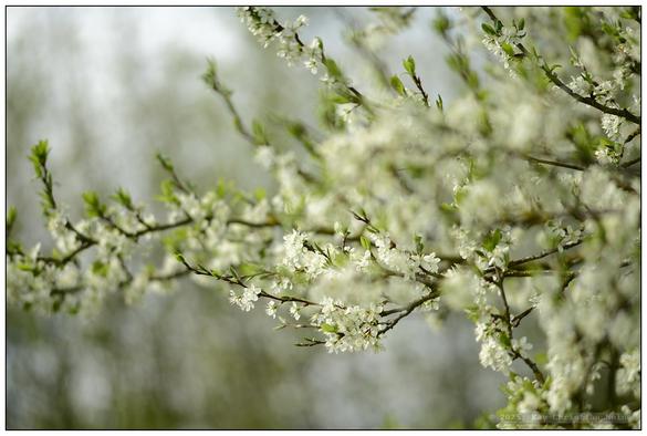 Pflaumenbaum in voller Blüte bei Sonnenschein und blauem Himmel, Detailaufnahmen und weitwinklige Aus- und Anschnitte des Baumes mit geringer Tiefenschärfe zur Betonung des duftig-leichten Charakters der Szenerie.