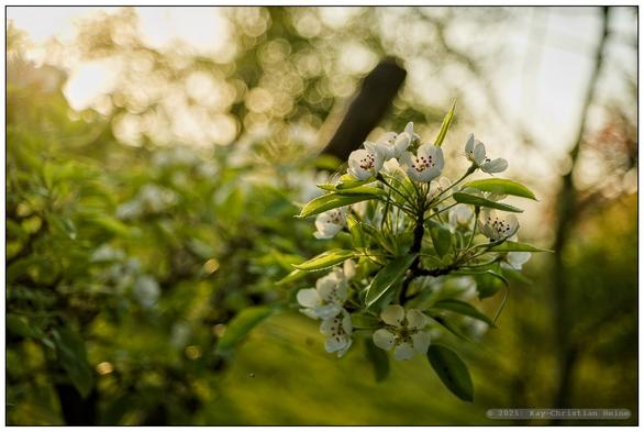 Aus kurzer Distanz und leicht weitwinklig fotografierte Blüten eines kleinen Birnbaums im frühmorgendlichen, goldenen Gegenlicht der aufgehenden Sonne; wegen der geringen Schärfentiefe heben sich die Blüten deutlich gegen den unscharfen Hintergrund ab.