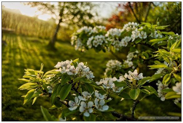 Aus kurzer Distanz und leicht weitwinklig fotografierte Blüten eines kleinen Birnbaums im frühmorgendlichen, goldenen Gegenlicht der aufgehenden Sonne; wegen der geringen Schärfentiefe heben sich die Blüten deutlich gegen den unscharfen Hintergrund ab.