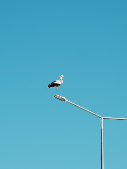 A stork standing on one leg atop a streetlamp against a clear pastel blue sky.