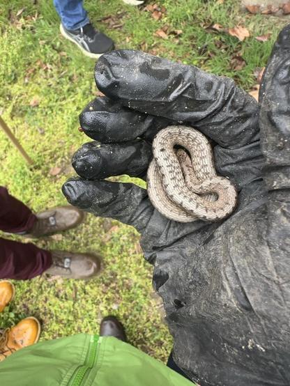 My dirty black glove is holding a tiny coiled Dekay’s brown snake.