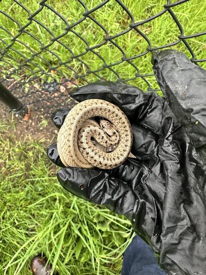 My dirty black glove is holding a tiny coiled Dekay’s brown snake. This one was kinda sassy.