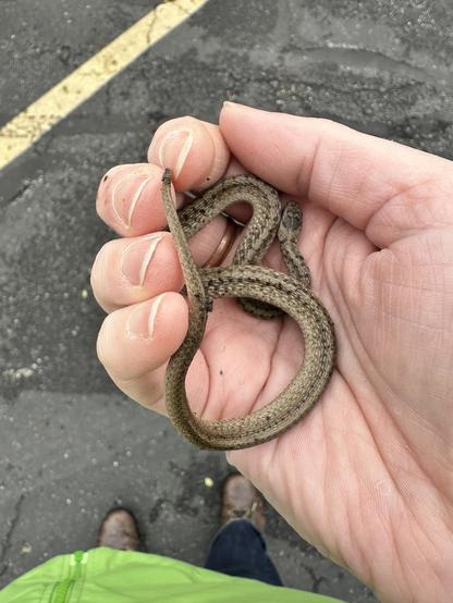 I am holding a tiny cold garter snake - poor little guy it was only in the 40s F and he was sooo cold.