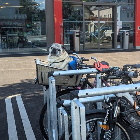 Hund im Fahrradkorb vor einem Supermarkt in Linz