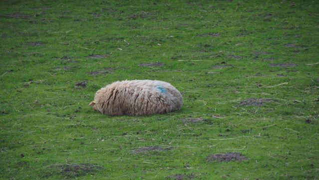 Auf einer Wiese liegt ein Schaf. Der Kopf ist nicht richtig zu erkennen, so dass es wie ein hoher Teppich aussieht.
