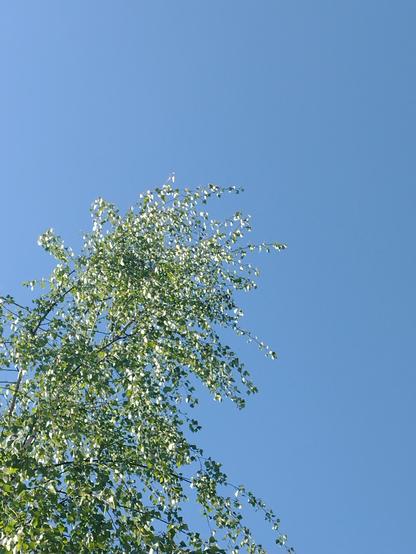 De top van een berkenboom in blad die afsteekt tegen een blauwe lucht.