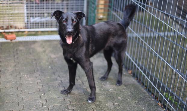 Ein schwarzer Hund steht in einem Tierheimzwinger und schaut den Betrachter mit geöffnetem Maul an.
