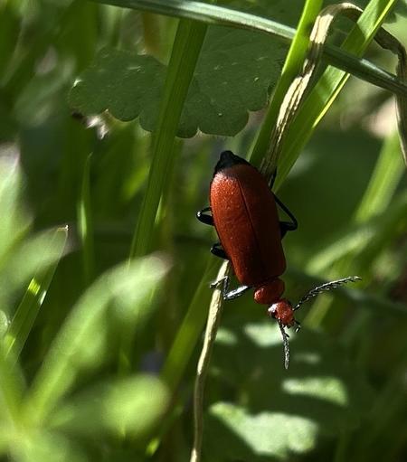 A close-up of a reddish-brown beetle perched on a green blade of grass, surrounded by blurred foliage.