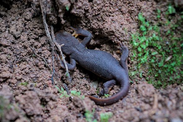 Top view of a California newt hiding in some dirt with some moss growing on the right side