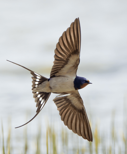 Haarapääsky. House-martin swallow.