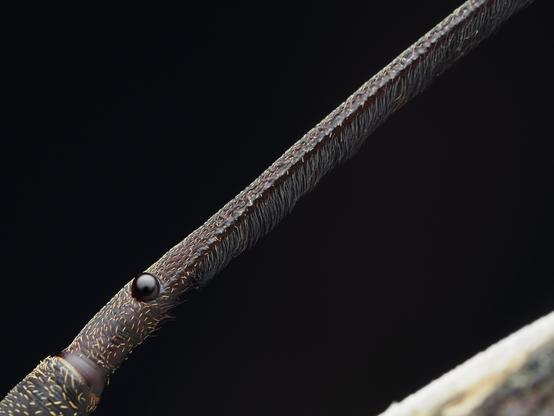 it's like a fucking stick had eyes on it idk. facing sideways, it just looks like a long thin dark brown tube with the most perfect little round eye near the bottom. you can tell there are 0 thoughts in that little noggin