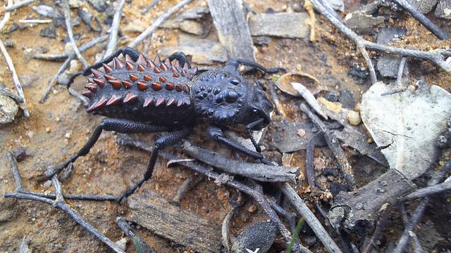 A knobbly black beetle with an elongated abdomen covered with lines of intimidating-looking red-brown spikes. Its trademark long nose is tucked underneath its body.
