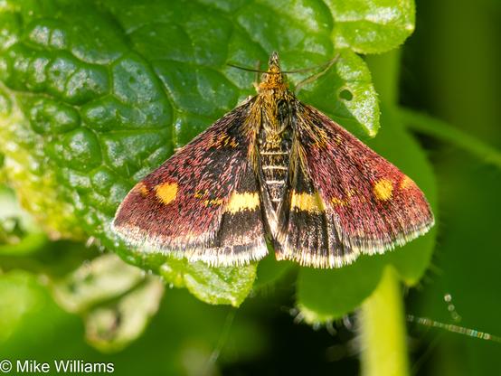 A small moth with purple forewings with yellow spots, black hindwings with a yellow stripe. The moth is resting on a leaf.