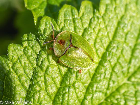 A flattened green beetle, head hidden by the thorax, on a green leaf