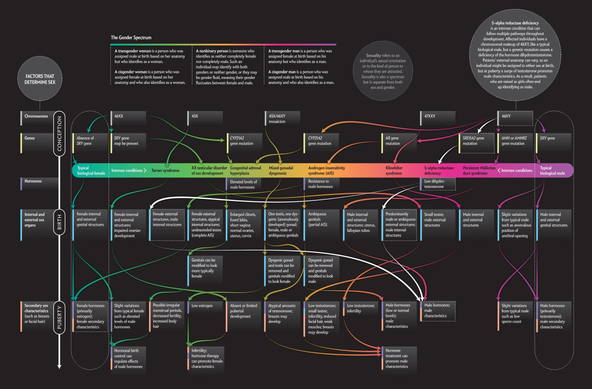 We apologize for not including a proper ALT text here. The figure from the Scientific American is a very complex map of how various genetic variations may lead to different outcomes in sex development.