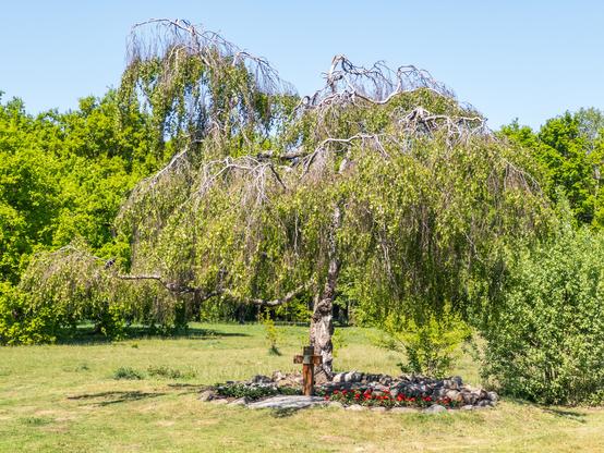 A tree with drooping branches in a grassy area near Huizen, Netherlands.