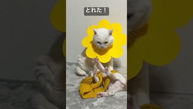 じいちゃんの変装を見破る孫子猫   #cat #kitten #猫 #子猫 #ねこ #こねこ #保護猫  #cute  #猫のいる暮らし #shorts