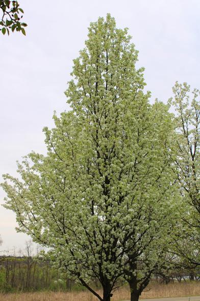 Tall teardrop shaped trees with dark bark and clusters of white flowers against a background of overcast gray sky and a landscape view of green (emerging leaves) and brown (only buds or no leaves yet) trees past a strip of golden prairie.