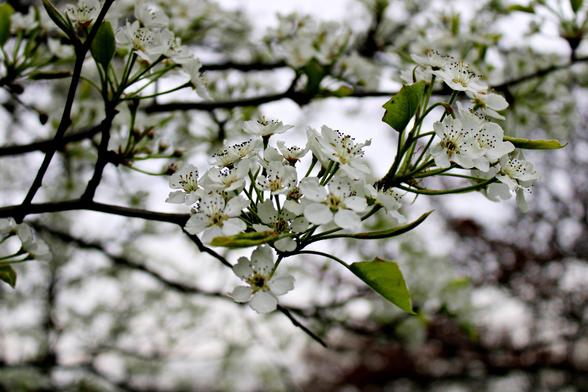 Clusters of five-petal blooms with yellow centers and protruding stamen on dark branches with many other clusters of the same type of branches of the same tree in the background.