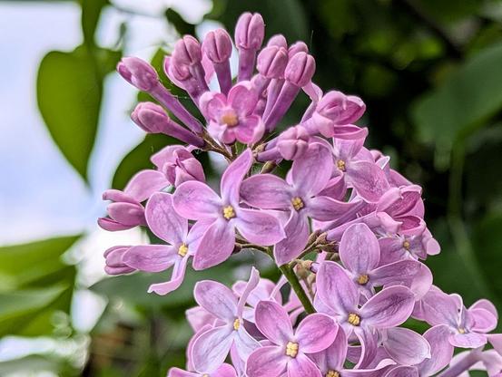 Nature Thursday