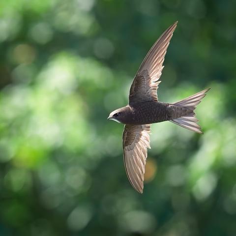 A small brown swift fills the frame, their wings and tail spread, catching the morning light as they fly past.