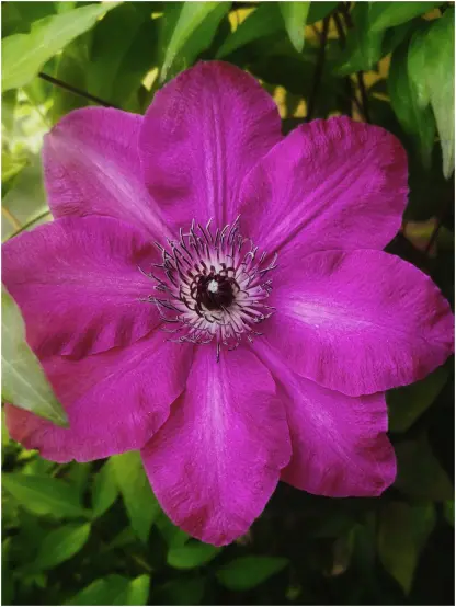 Große hellviolette bis magentafarbene Blüte einer Waldrebe oder Clematis mit Blattgrün im Hintergrund