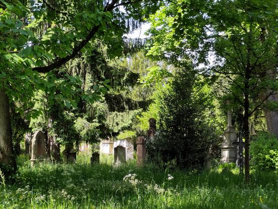 Grabsteine auf Blumenwiese unter hohen Bäumen